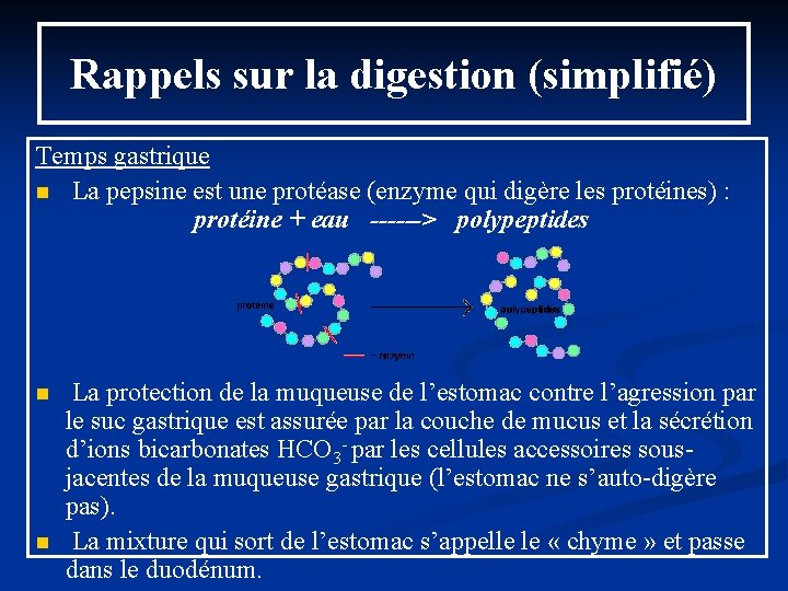 Rappels sur la digestion (simplifié) Temps gastrique n La pepsine est une protéase (enzyme Rappels sur la digestion (simplifié) Temps gastrique n La pepsine est une protéase (enzyme