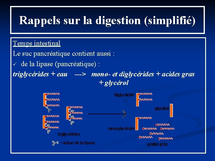 Rappels sur la digestion (simplifié) Temps intestinal Le suc pancréatique contient aussi : ü