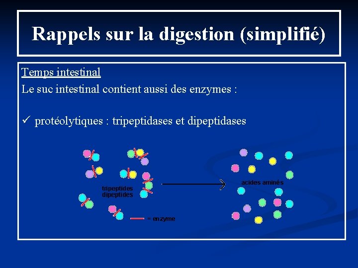 Rappels sur la digestion (simplifié) Temps intestinal Le suc intestinal contient aussi des enzymes Rappels sur la digestion (simplifié) Temps intestinal Le suc intestinal contient aussi des enzymes