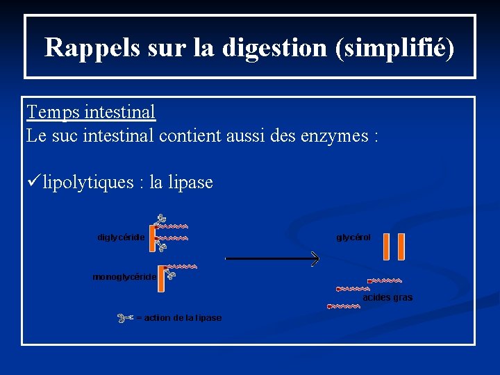 Rappels sur la digestion (simplifié) Temps intestinal Le suc intestinal contient aussi des enzymes