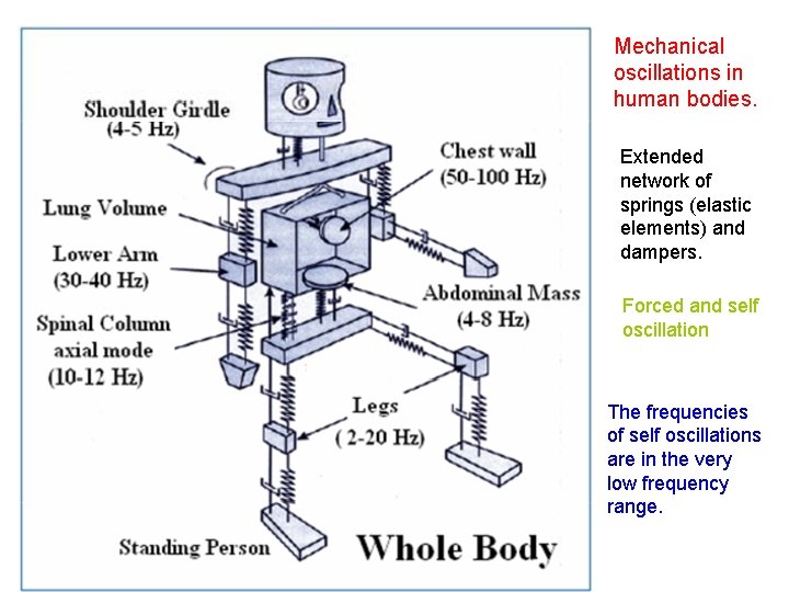 Mechanical oscillations in human bodies. Extended network of springs (elastic elements) and dampers. Forced