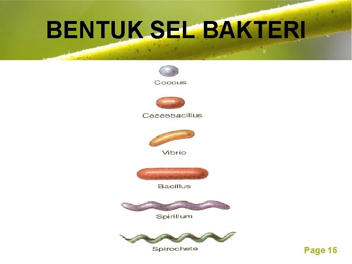 BENTUK SEL BAKTERI Free Powerpoint Templates Page 16 