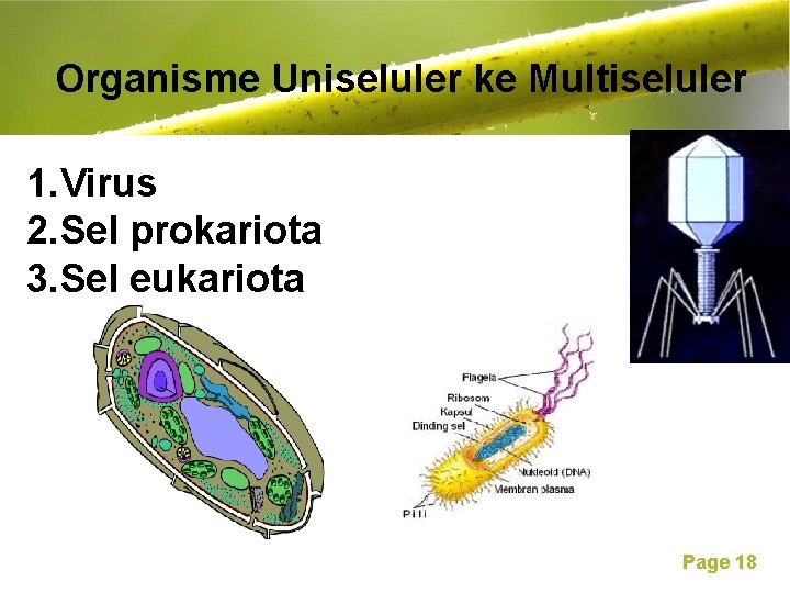 Free Powerpoint Templates Organisme Uniseluler ke Multiseluler 1. Virus 2. Sel prokariota 3. Sel