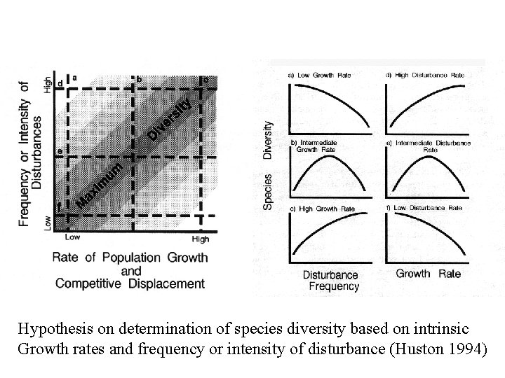 Hypothesis on determination of species diversity based on intrinsic Growth rates and frequency or