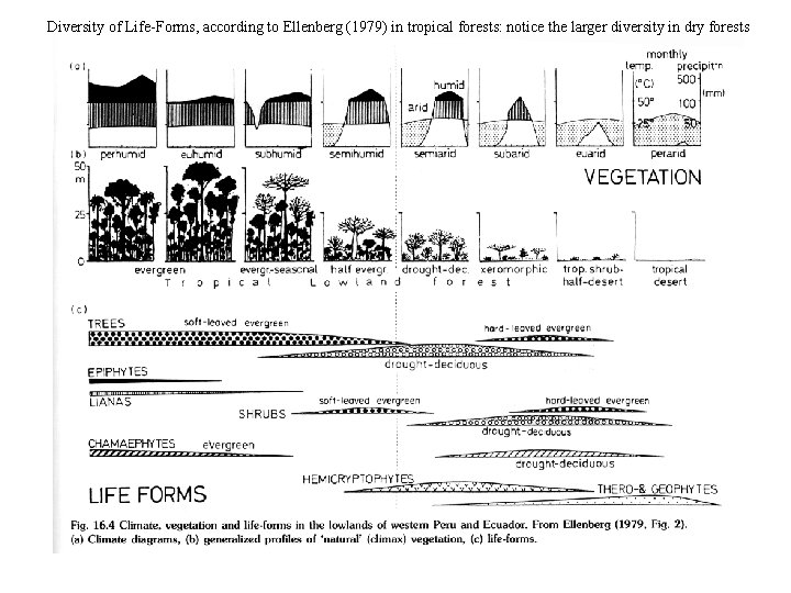 Diversity of Life-Forms, according to Ellenberg (1979) in tropical forests: notice the larger diversity