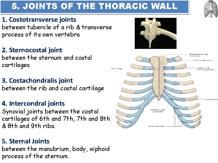 5. JOINTS OF THE THORACIC WALL 1. Costotransverse joints between tubercle of a rib