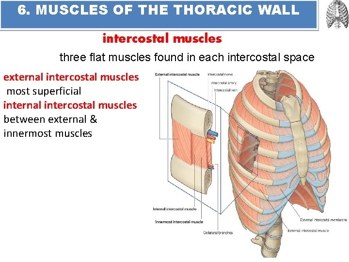 6. MUSCLES OF THE THORACIC WALL intercostal muscles three flat muscles found in each