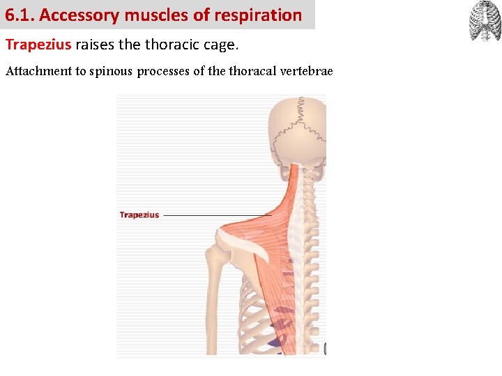 6. 1. Accessory muscles of respiration Trapezius raises the thoracic cage. Attachment to spinous