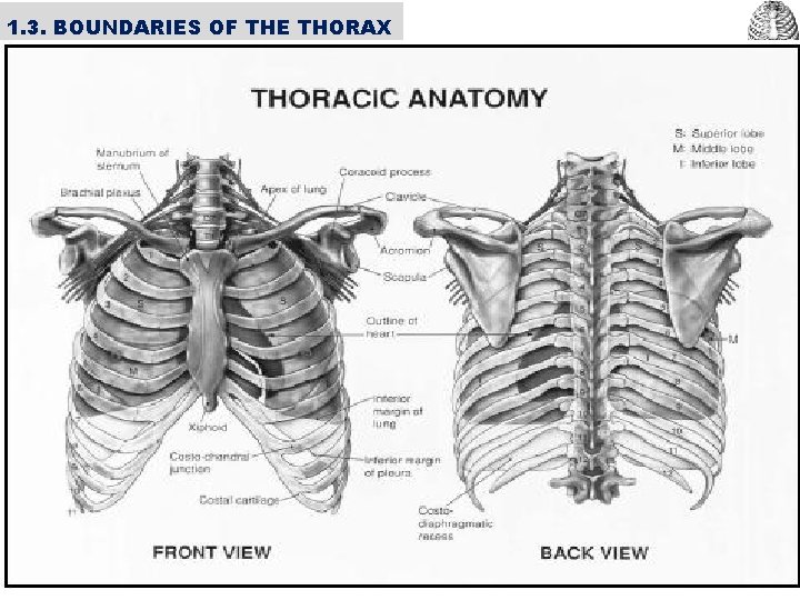 1. 3. BOUNDARIES OF THE THORAX Superior • • • Jugular notch Sternoclavicular joint