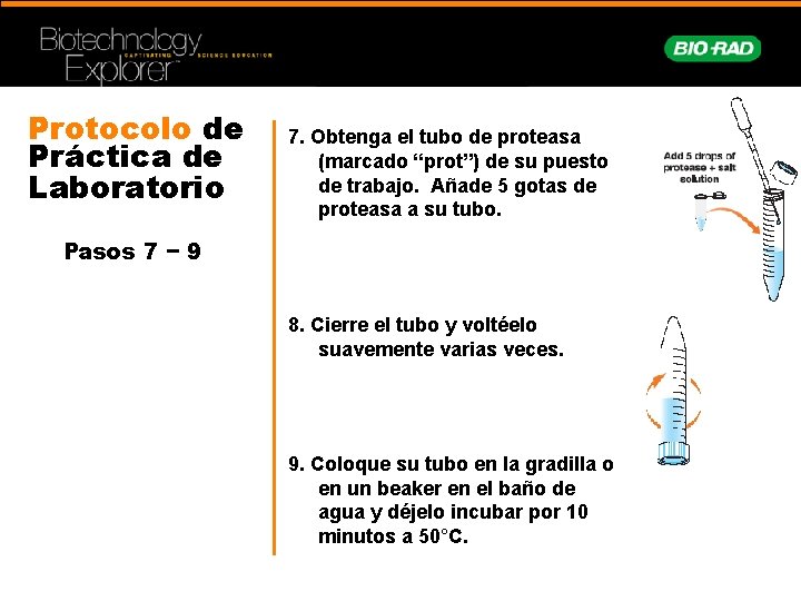 Protocolo de Práctica de Laboratorio 7. Obtenga el tubo de proteasa (marcado “prot”) de