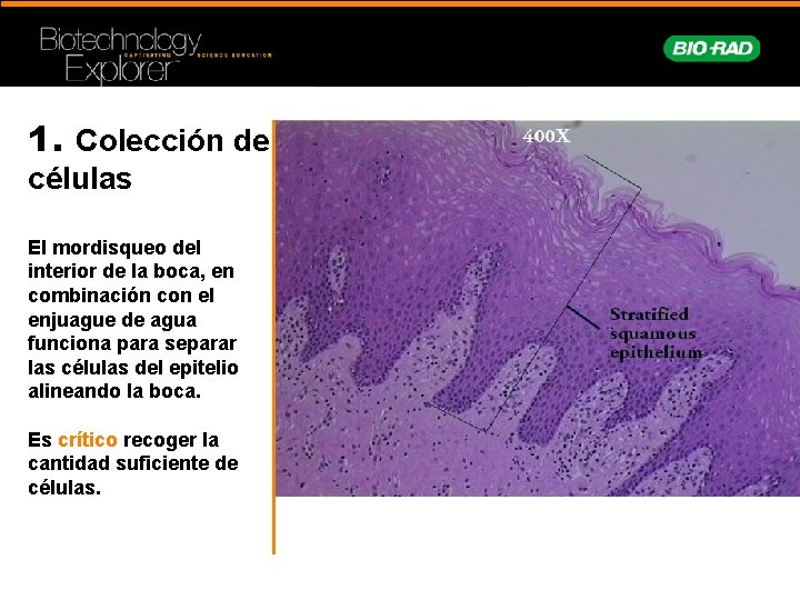 1. Colección de células El mordisqueo del interior de la boca, en combinación con