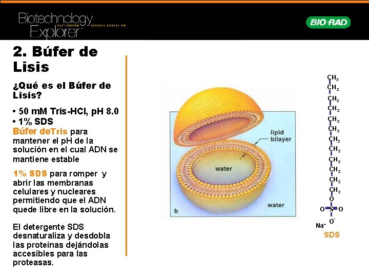 2. Búfer de Lisis CH 3 ¿Qué es el Búfer de Lisis? CH 2