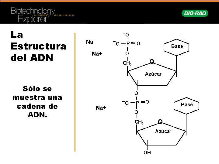 La Estructura del ADN O Na+ P O Base O O CH 2 Azúcar