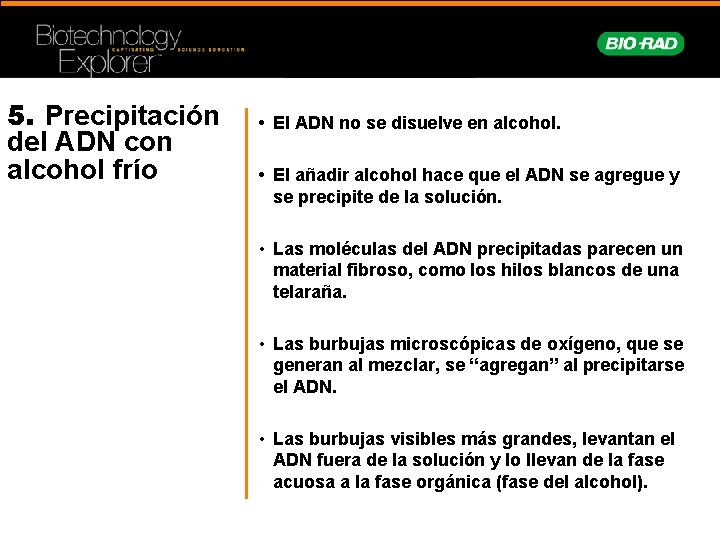5. Precipitación del ADN con alcohol frío • El ADN no se disuelve en