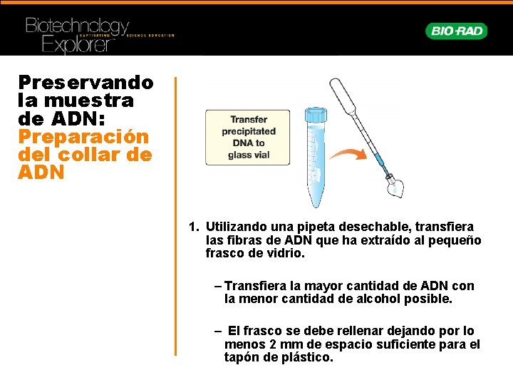 Preservando la muestra de ADN: Preparación del collar de ADN 1. Utilizando una pipeta