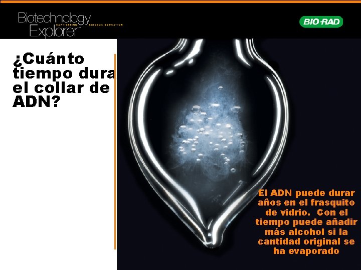 ¿Cuánto tiempo dura el collar de ADN? El ADN puede durar años en el