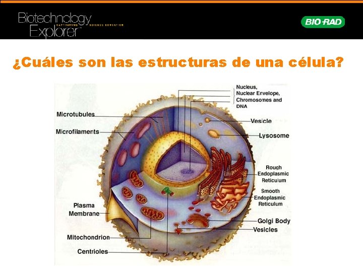 ¿Cuáles son las estructuras de una célula? 