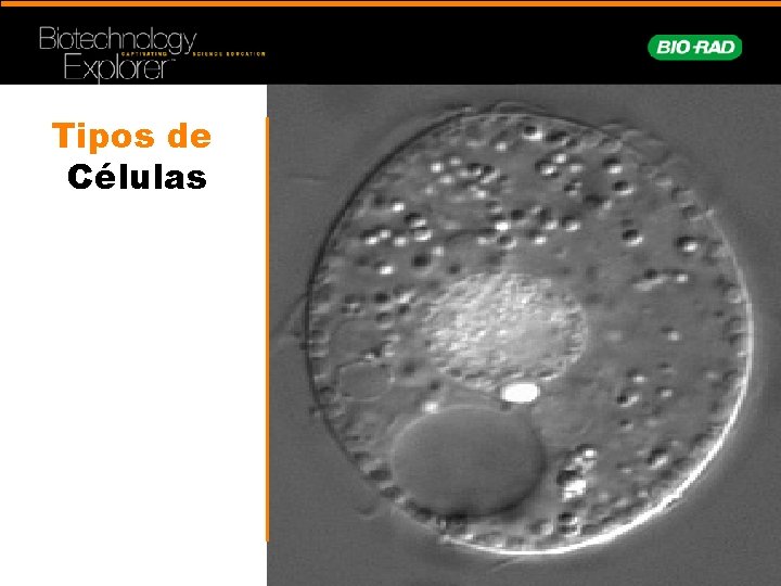 Tipos de Células 