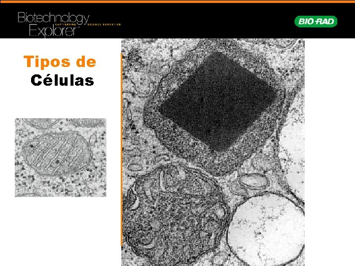 Tipos de Células 