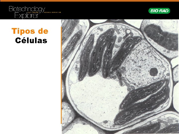 Tipos de Células 