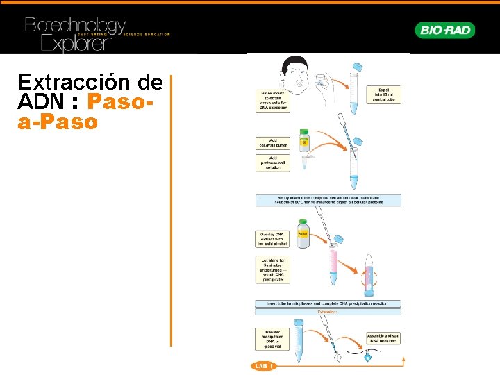 Extracción de ADN : Pasoa-Paso 