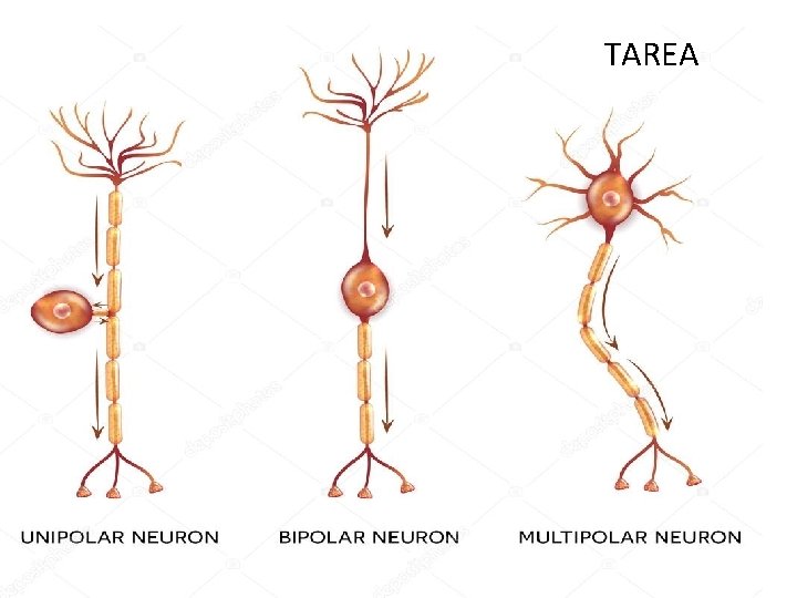 TAREA 