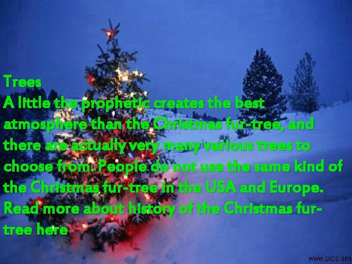 Trees A little the prophetic creates the best atmosphere than the Christmas fur-tree, and