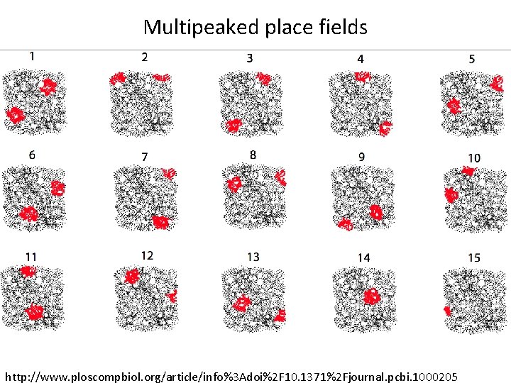 Multipeaked place fields http: //www. ploscompbiol. org/article/info%3 Adoi%2 F 10. 1371%2 Fjournal. pcbi. 1000205