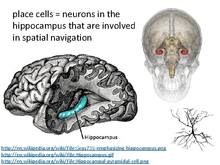 place cells = neurons in the hippocampus that are involved in spatial navigation http: