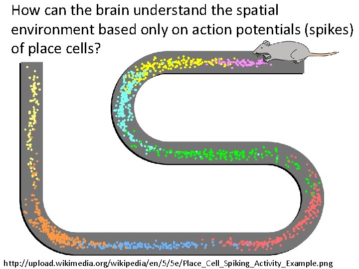 How can the brain understand the spatial environment based only on action potentials (spikes)