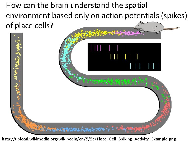 How can the brain understand the spatial environment based only on action potentials (spikes)