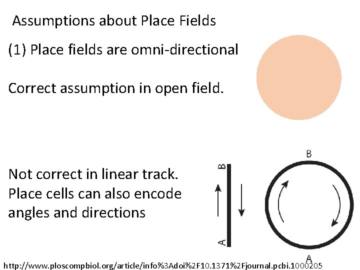 Assumptions about Place Fields (1) Place fields are omni-directional Correct assumption in open field.