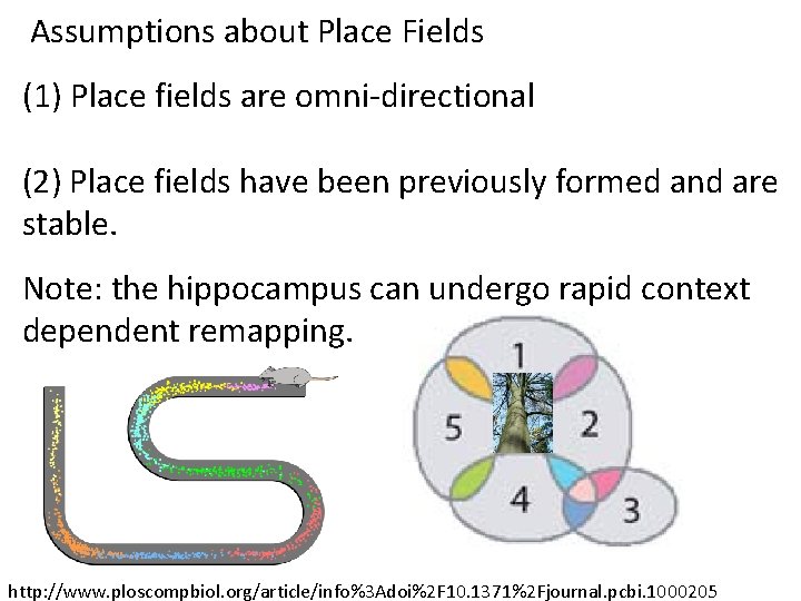 Assumptions about Place Fields (1) Place fields are omni-directional (2) Place fields have been