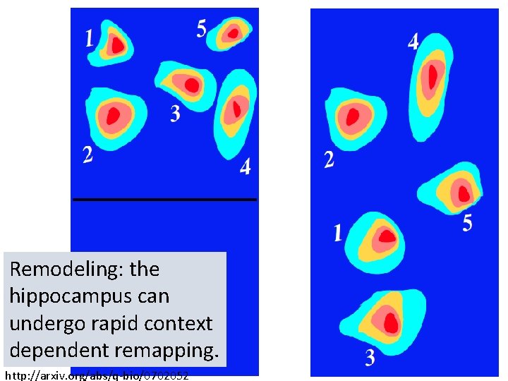 Remodeling: the hippocampus can undergo rapid context dependent remapping. http: //arxiv. org/abs/q-bio/0702052 