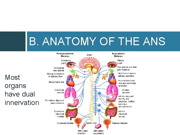 B. ANATOMY OF THE ANS Most organs have dual innervation 