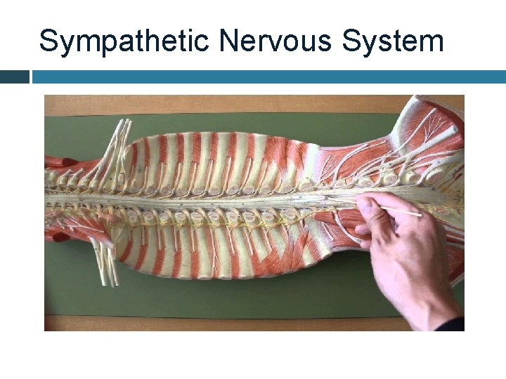 Sympathetic Nervous System 