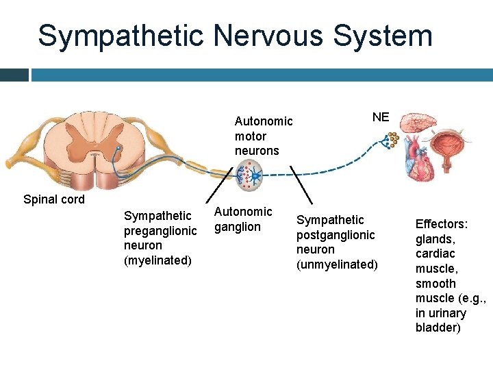 Sympathetic Nervous System Autonomic motor neurons Spinal cord Sympathetic preganglionic neuron (myelinated) Autonomic ganglion