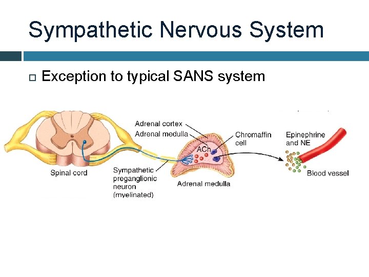 Sympathetic Nervous System Exception to typical SANS system 