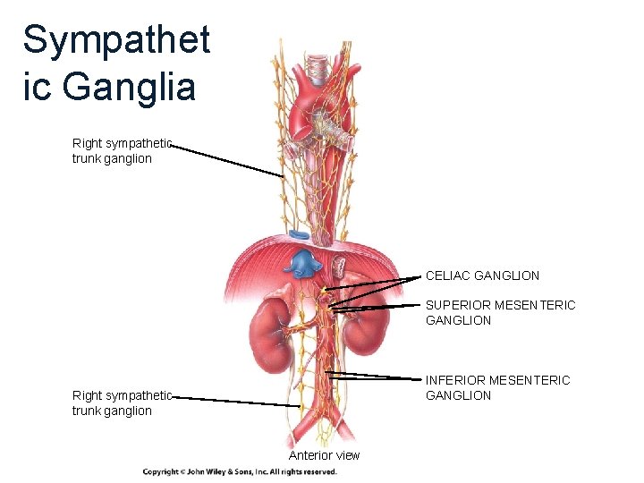 Sympathet ic Ganglia Right sympathetic trunk ganglion CELIAC GANGLION SUPERIOR MESENTERIC GANGLION INFERIOR MESENTERIC