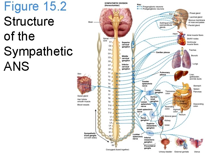 Figure 15. 2 Structure of the Sympathetic ANS 