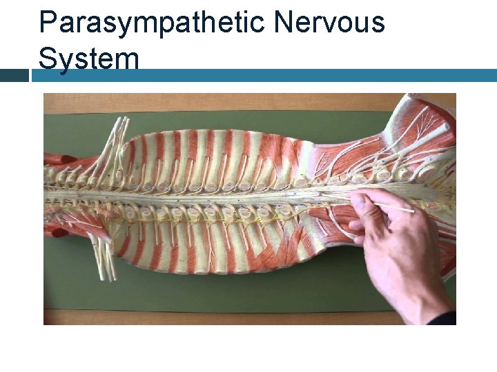 Parasympathetic Nervous System 