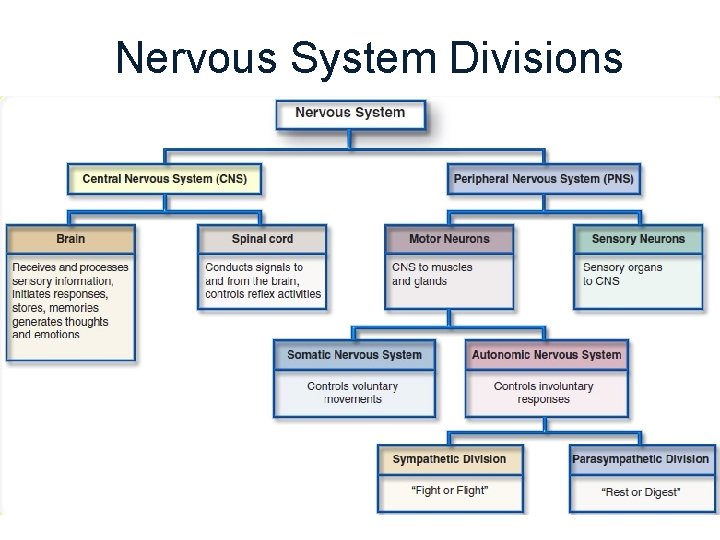 Nervous System Divisions 