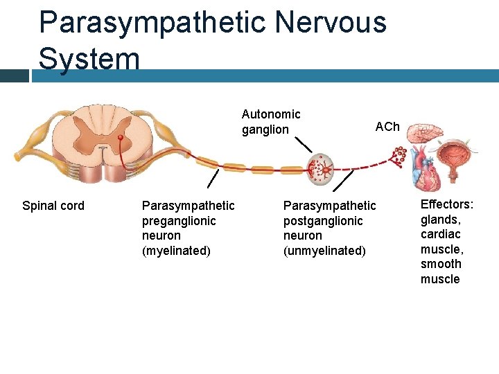 Parasympathetic Nervous System Autonomic ganglion Spinal cord Parasympathetic preganglionic neuron (myelinated) ACh Parasympathetic postganglionic