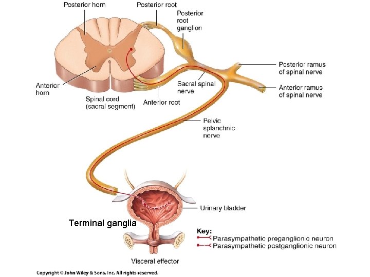 Terminal ganglia 