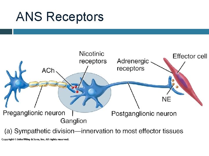 ANS Receptors 
