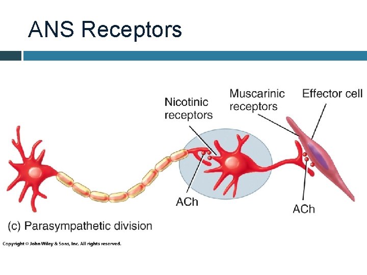 ANS Receptors 