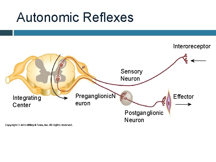 Autonomic Reflexes Interoreceptor Sensory Neuron Integrating Center Preganglionic. N euron Effector Postganglionic Neuron 