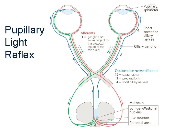 Pupillary Light Reflex 