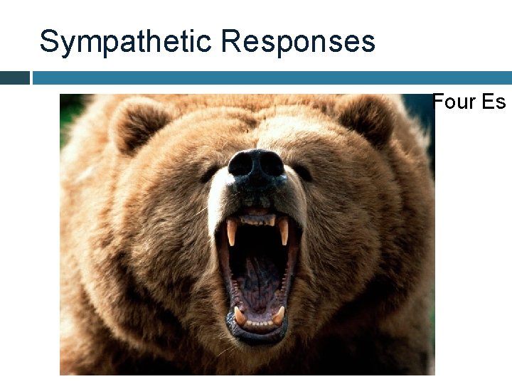 Sympathetic Responses Four Es 