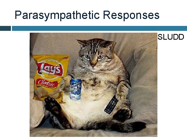 Parasympathetic Responses SLUDD 